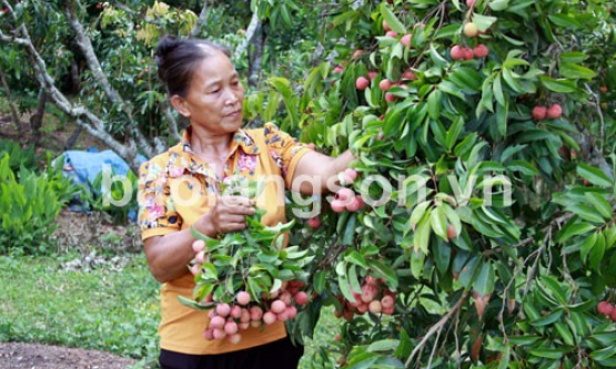 Hữu Lũng: Mùa vải “đắng”