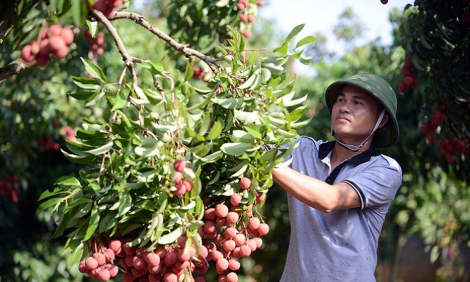 Bắc Giang phản hồi thông tin vải thiều ‘giá thấp phải đổ sông’