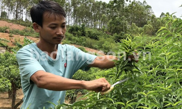 Làm giàu từ đào thế