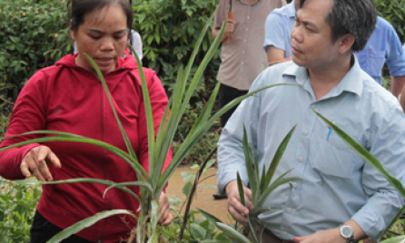 Tăng thu từ dứa trái vụ