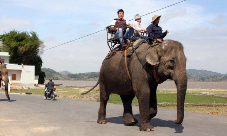 Vườn Quốc gia Yok Đôn chuyển đổi loại hình du lịch "cưỡi voi"