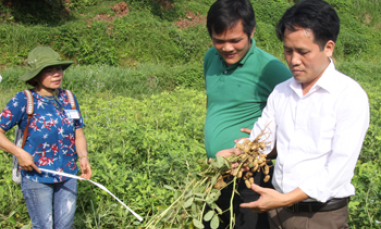 Giống lạc năng suất cao L19: Cải tạo đất, tăng thu nhập