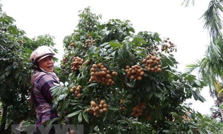 Bội thu mùa nhãn, nhiều nông dân Hải Dương lãi hàng trăm triệu đồng