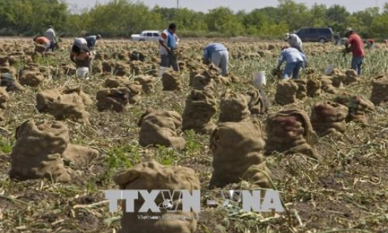 Mỹ giải ngân gói trợ cấp 12 tỷ USD cho nông dân từ cuối tháng 9