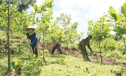 Gia Lai đảm bảo kế hoạch trồng mới 7.000 ha rừng