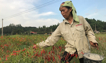 Chi Lăng: Mùa ớt “đắng”