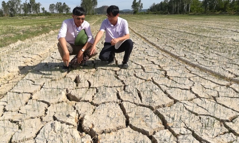 Hơn 16.500 ha lúa hè thu ở Nghệ An bị thiếu nước nghiêm trọng