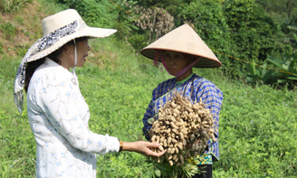 Khoa học và công nghệ: Giúp nông dân tăng thu nhập