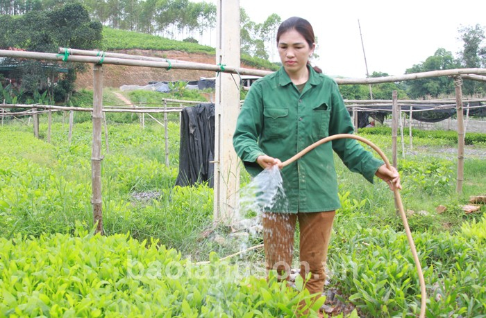 Chị Thủy năng động phát triển kinh tế