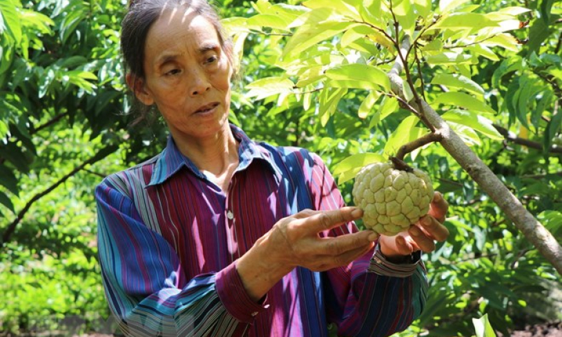 Tỉnh Sơn La công bố chứng nhận thương hiệu “Na Mai Sơn”