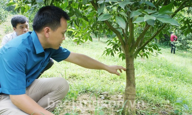 Nâng cao năng lực cạnh tranh: Cách làm ở Bắc Sơn