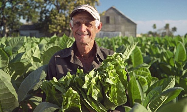 Cuba hướng tới việc gia tăng sản lượng cigar