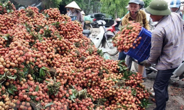 Gần 91% lượng vải xuất khẩu của Việt Nam là sang Trung Quốc