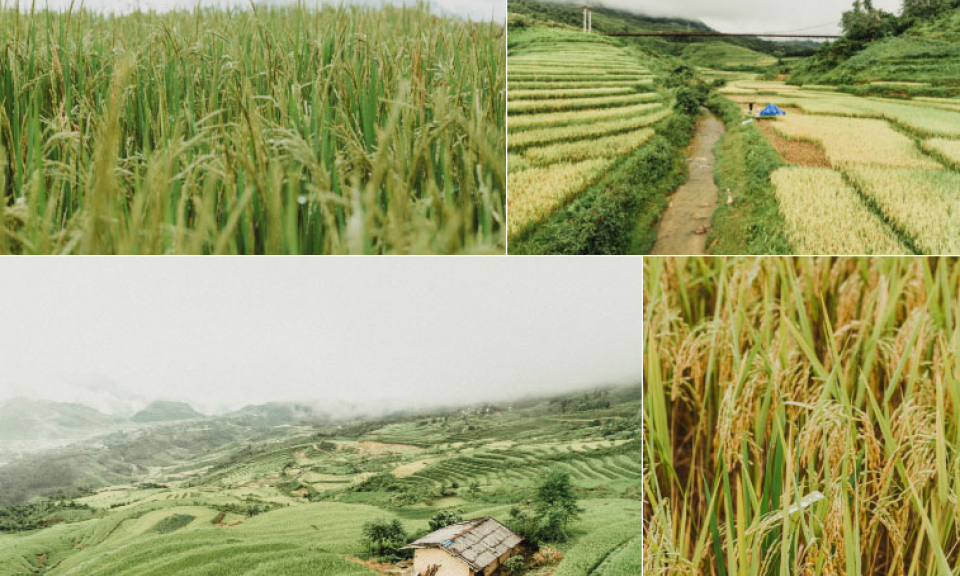 Ghé Hà Giang mùa lúa chín, chiêm nghiệm cuộc sống bình dị