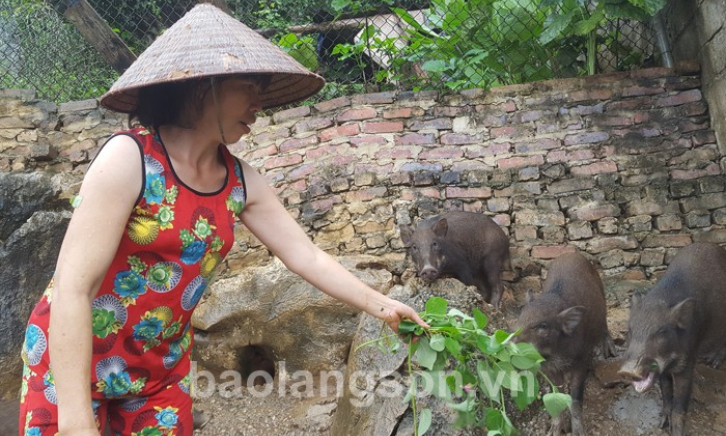 Làm giàu từ nuôi lợn rừng