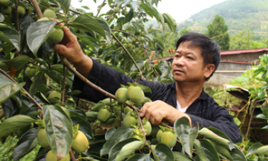 Người có duyên với cây hồng không hạt Bảo Lâm