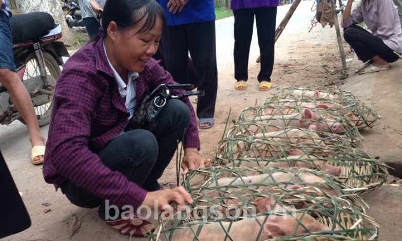 Chủ động ngăn chặn bệnh dịch tả lợn châu Phi