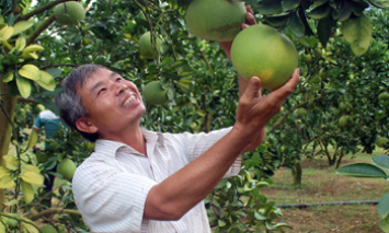 Ông Lai làm giàu từ cây ăn quả