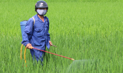 Tập trung chăm sóc lúa mùa