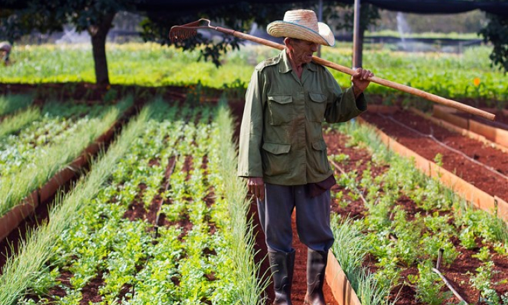 Nông nghiệp Cuba chịu thiệt hại nặng nề do lệnh cấm vận của Mỹ