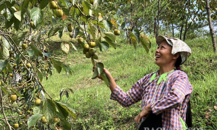 Hồng không hạt Bảo Lâm vào mùa