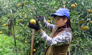 Tràng Định: Chú trọng nâng cao chất lượng cây quýt