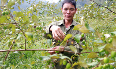 Cựu chiến binh năng động phát triển kinh tế