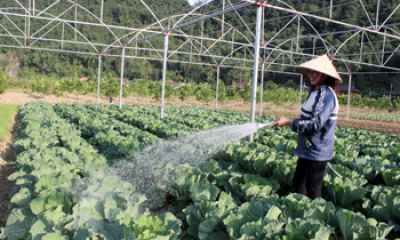 Bắc Sơn: Tập trung thu mùa, làm đông