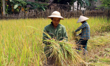 Rực rỡ mùa vàng