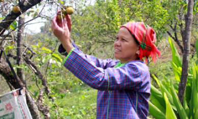 Bà Pinh làm kinh tế giỏi