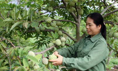 Hiệu quả kinh tế từ na trái vụ