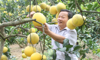 Hữu Lũng: Mùa bưởi “ngọt”