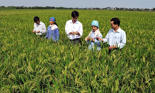 Kiện toàn Ban Chỉ đạo Trung ương về đào tạo nghề cho lao động nông thôn