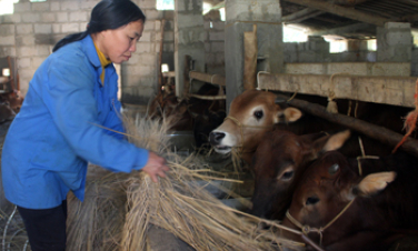 Bình Gia: Phát triển chăn nuôi