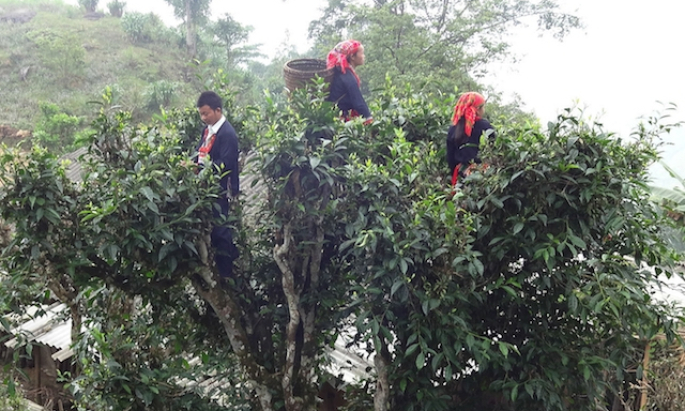 Hà Giang đón nhận chỉ dẫn địa lý cho sản phẩm chè Shan tuyết