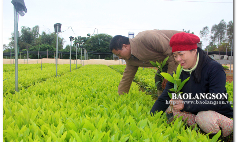 Hữu Lũng: Đảm bảo giống cây cho trồng rừng