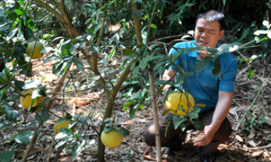 Hộ nông dân điển hình làm kinh tế giỏi