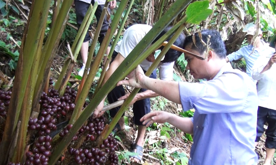 Hà Giang: Thảo quả được mùa nhưng mất giá