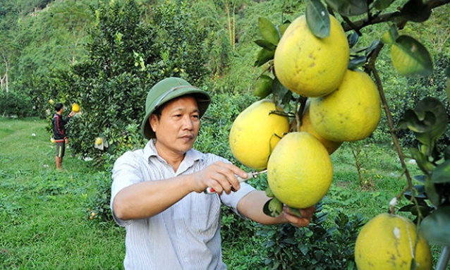 Phát triển bền vững kinh tế trang trại