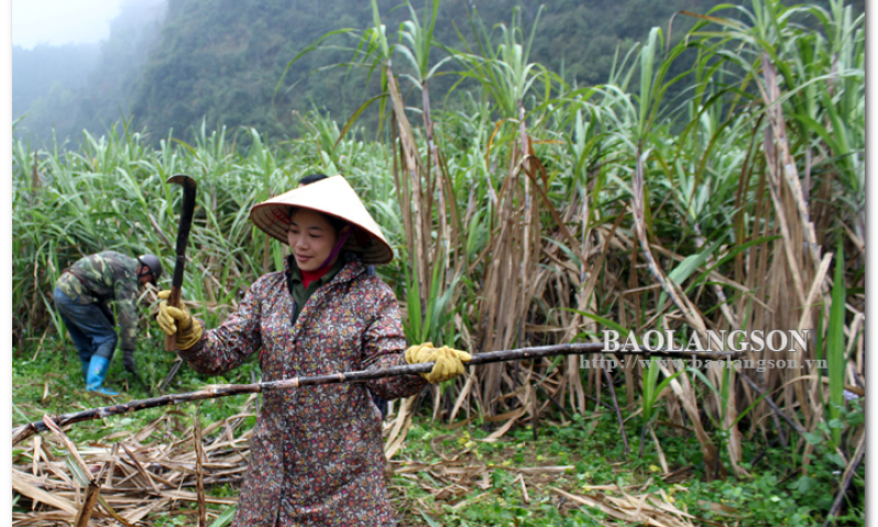 Chí Minh: Triển vọng từ cây mía