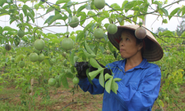 Phát triển kinh tế tập thể: Chuyển biến ở Lộc Bình