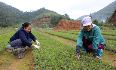 Xây dựng nông thôn mới: Bước chuyển ở Đình Lập