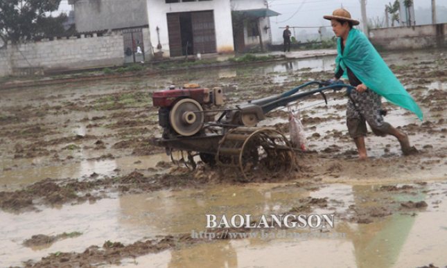 Tích cực sản xuất vụ xuân