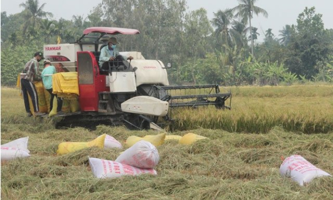 Gỡ khó tiêu thụ lúa đông xuân vùng đồng bằng sông Cửu Long