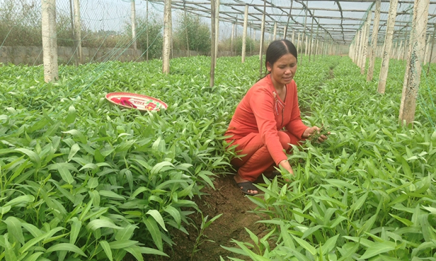 Nâng cao giá trị thông qua liên kết sản xuất