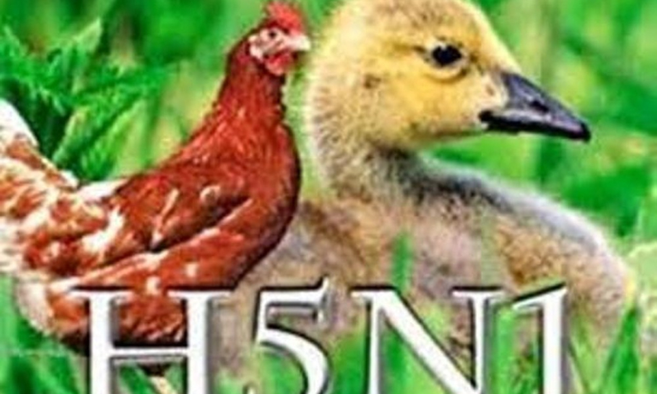 Nguy cơ tái xuất cúm H5N1 trên người