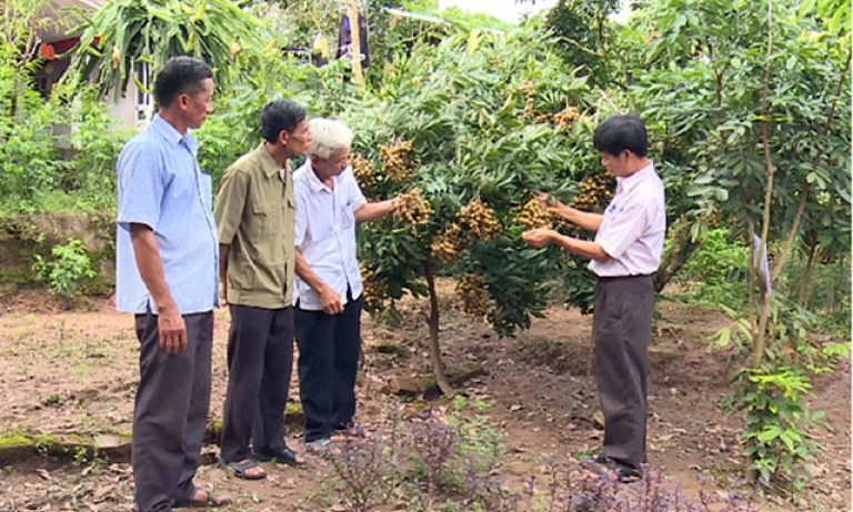 Hưng Yên mở rộng vùng trồng cây ăn quả đạt tiêu chuẩn VietGAP