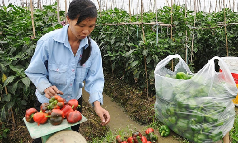 Xóa rào cản, thúc đẩy phụ nữ tham gia thị trường lao động