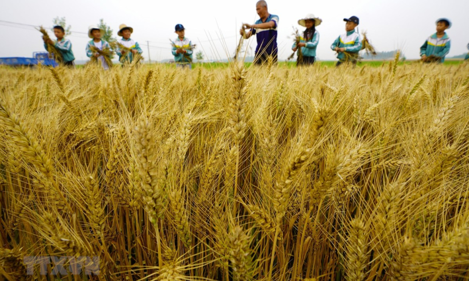 WTO: Trung Quốc trợ giá quá nhiều cho một số sản phẩm nông nghiệp