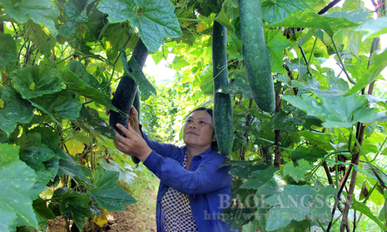 Xây dựng nông thôn mới: Dấu ấn thành phố